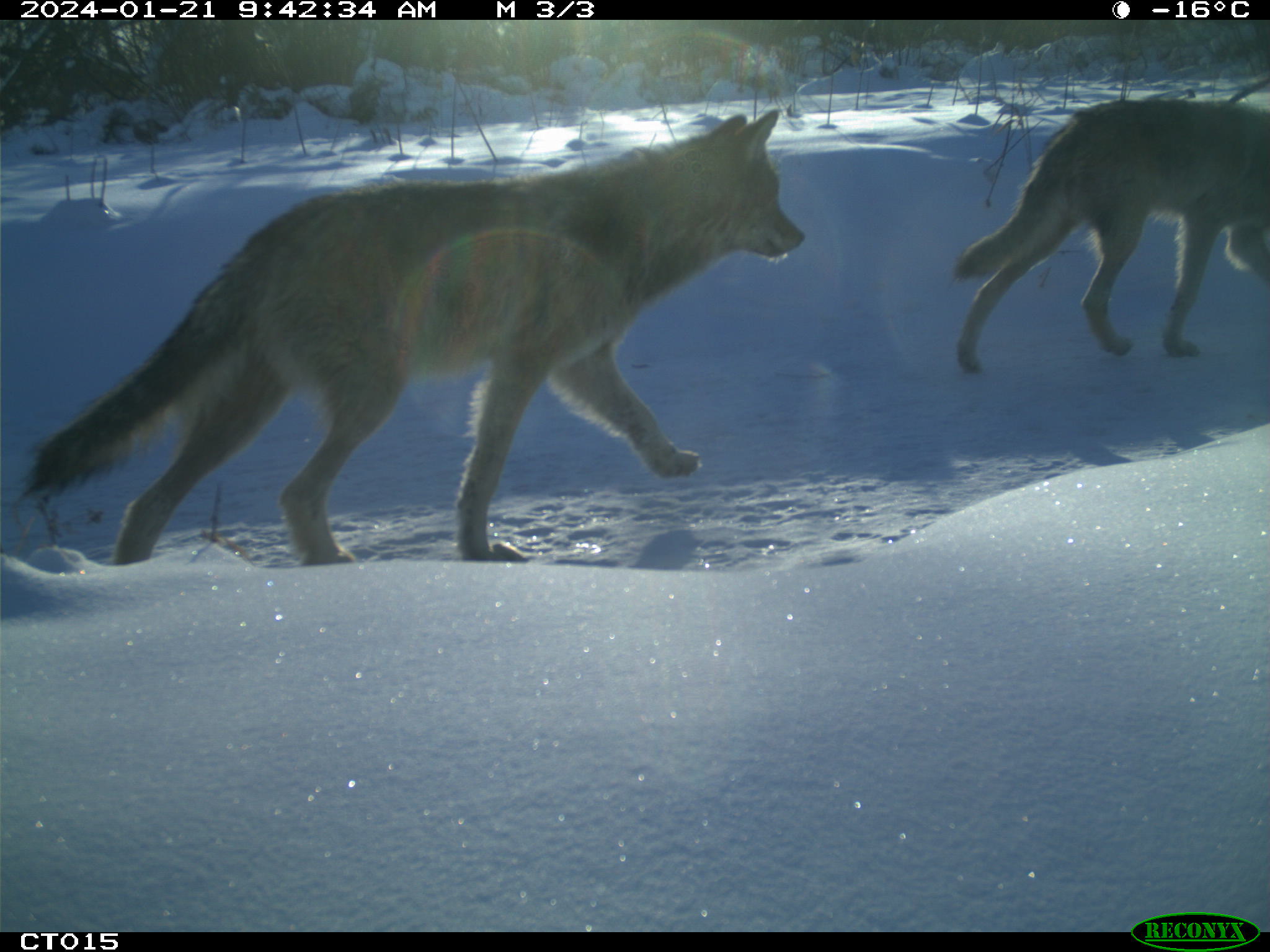 Two wolves walking through snow